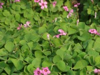 蜜蜂